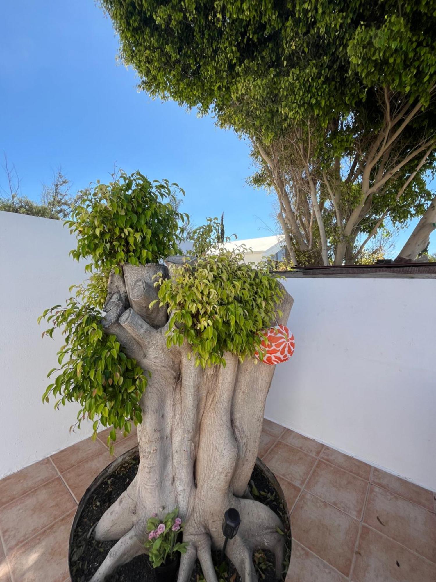 Casa Tina Appartement Costa Teguise Buitenkant foto